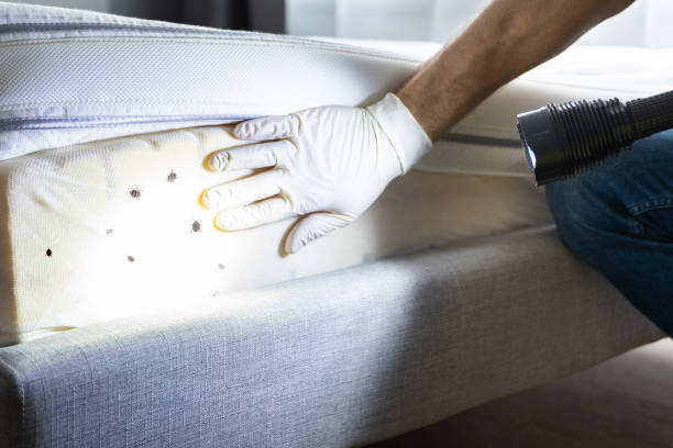 Best Flea Control Services  in Lansing, MI