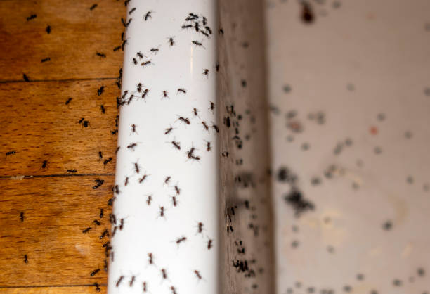Best Pest Inspection Near Me  in Lansing, MI