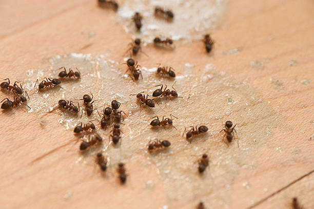 Best Affordable Exterminators  in Lansing, MI
