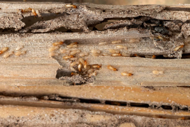 Best Ant Control Services  in Lansing, MI